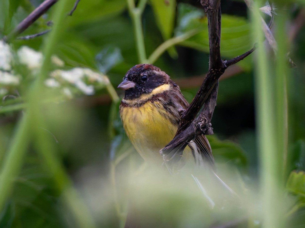 Yellow-breasted Bunting - ML637249633