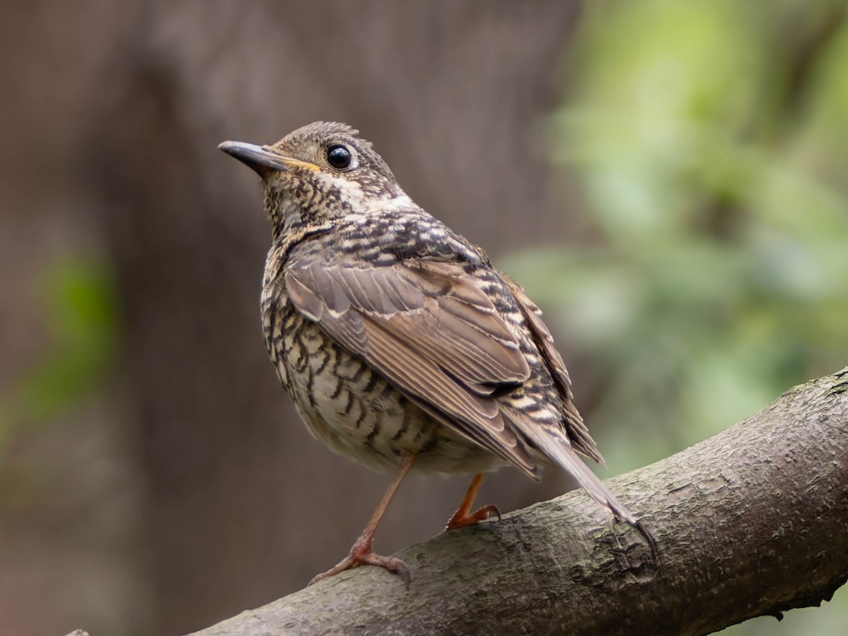 White-throated Rock-Thrush - ML637249687