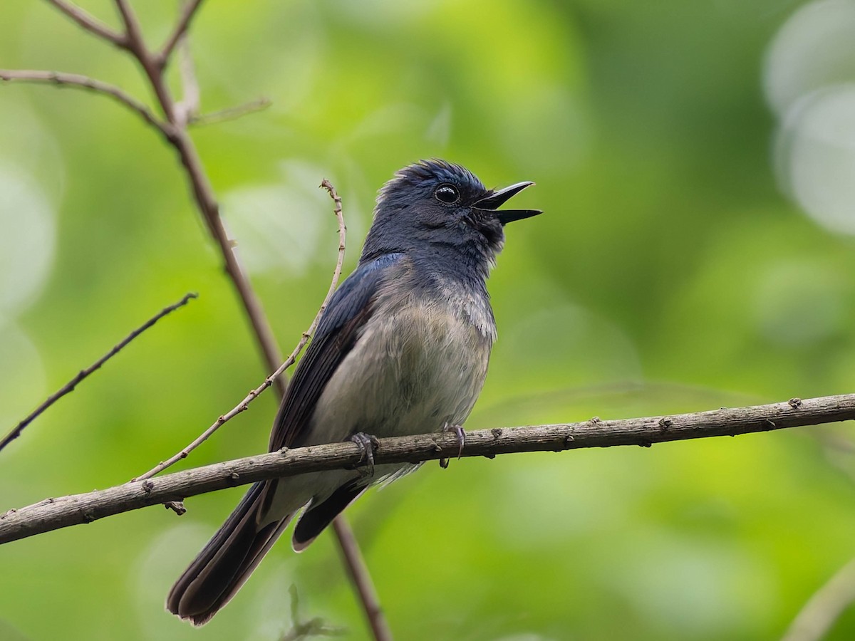 Hainan Blue Flycatcher - ML637249747