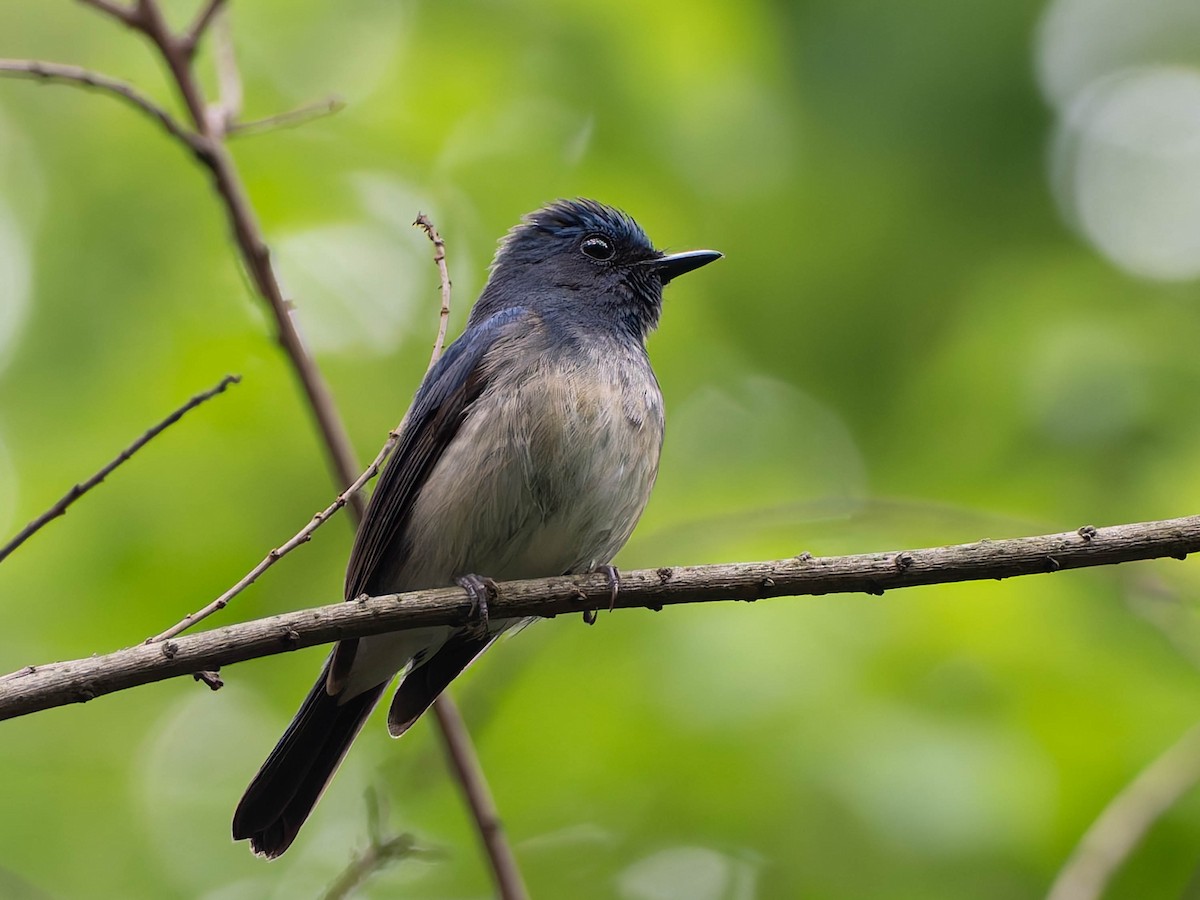 Hainan Blue Flycatcher - ML637249748