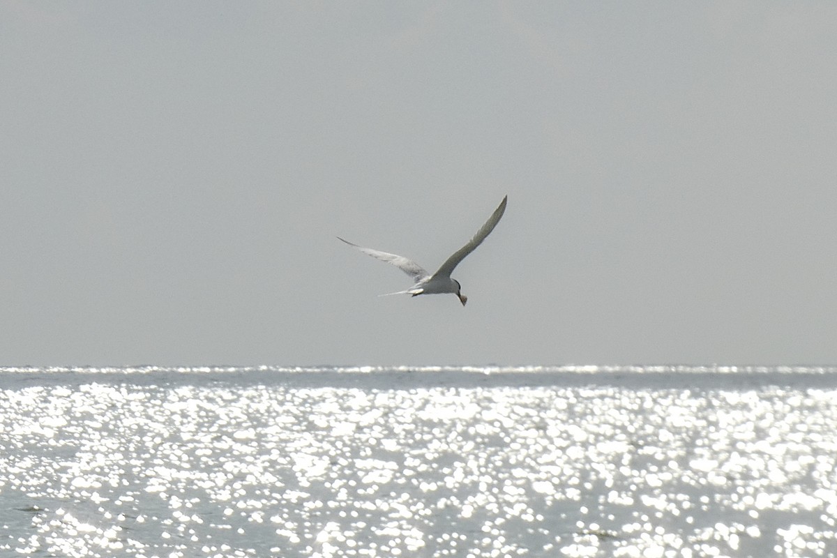Sandwich Tern - ML637249782
