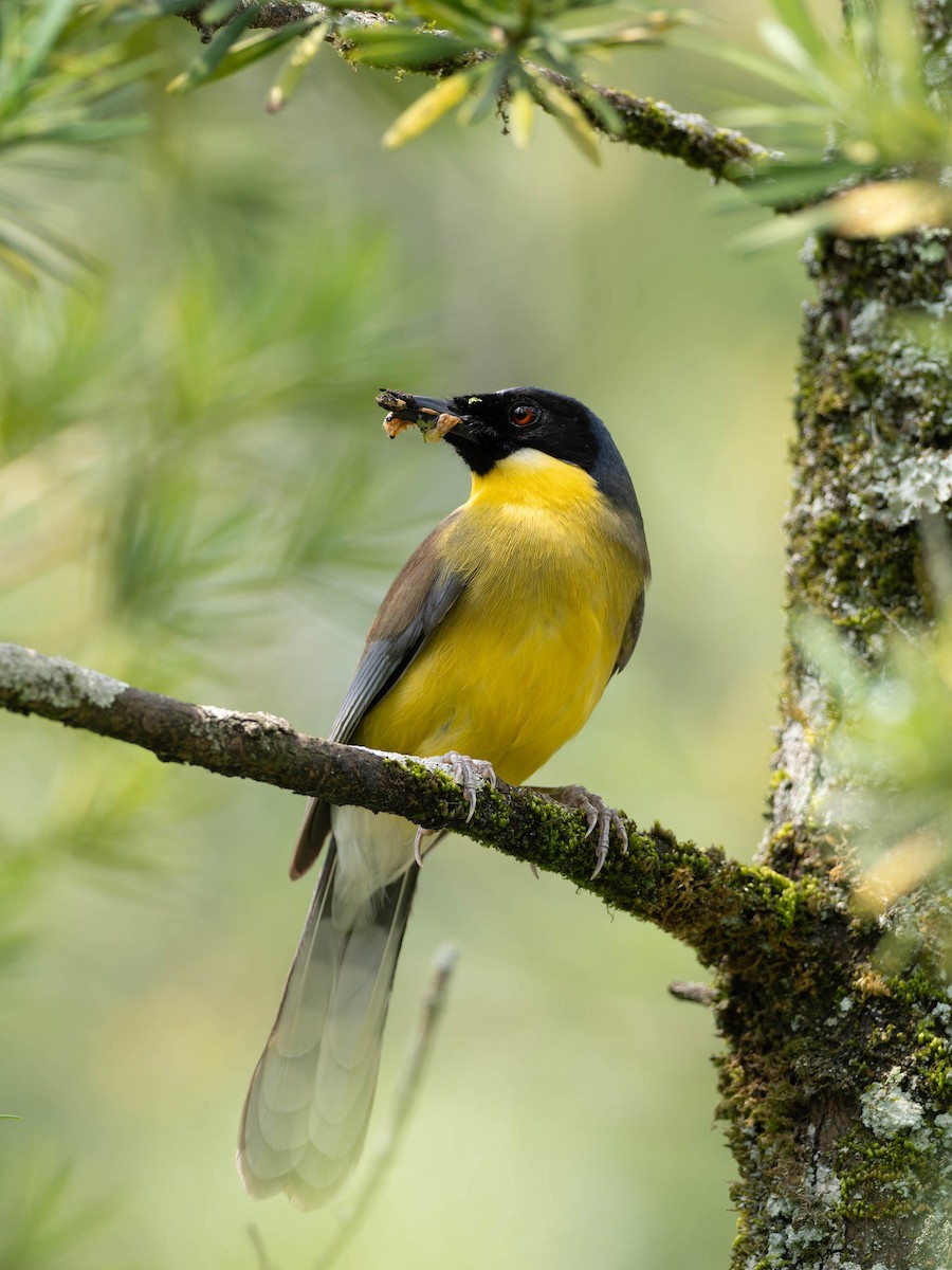 Blue-crowned Laughingthrush - ML637249789