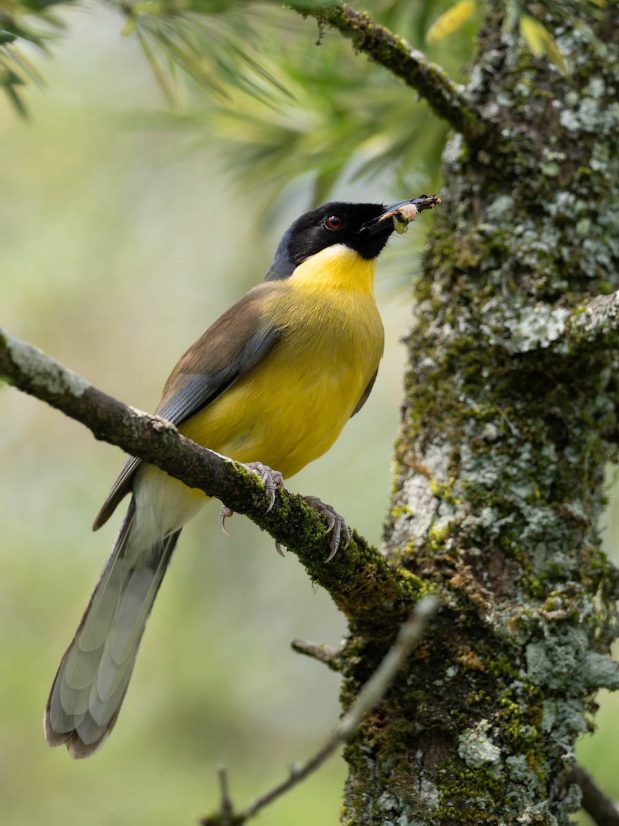 Blue-crowned Laughingthrush - ML637249791