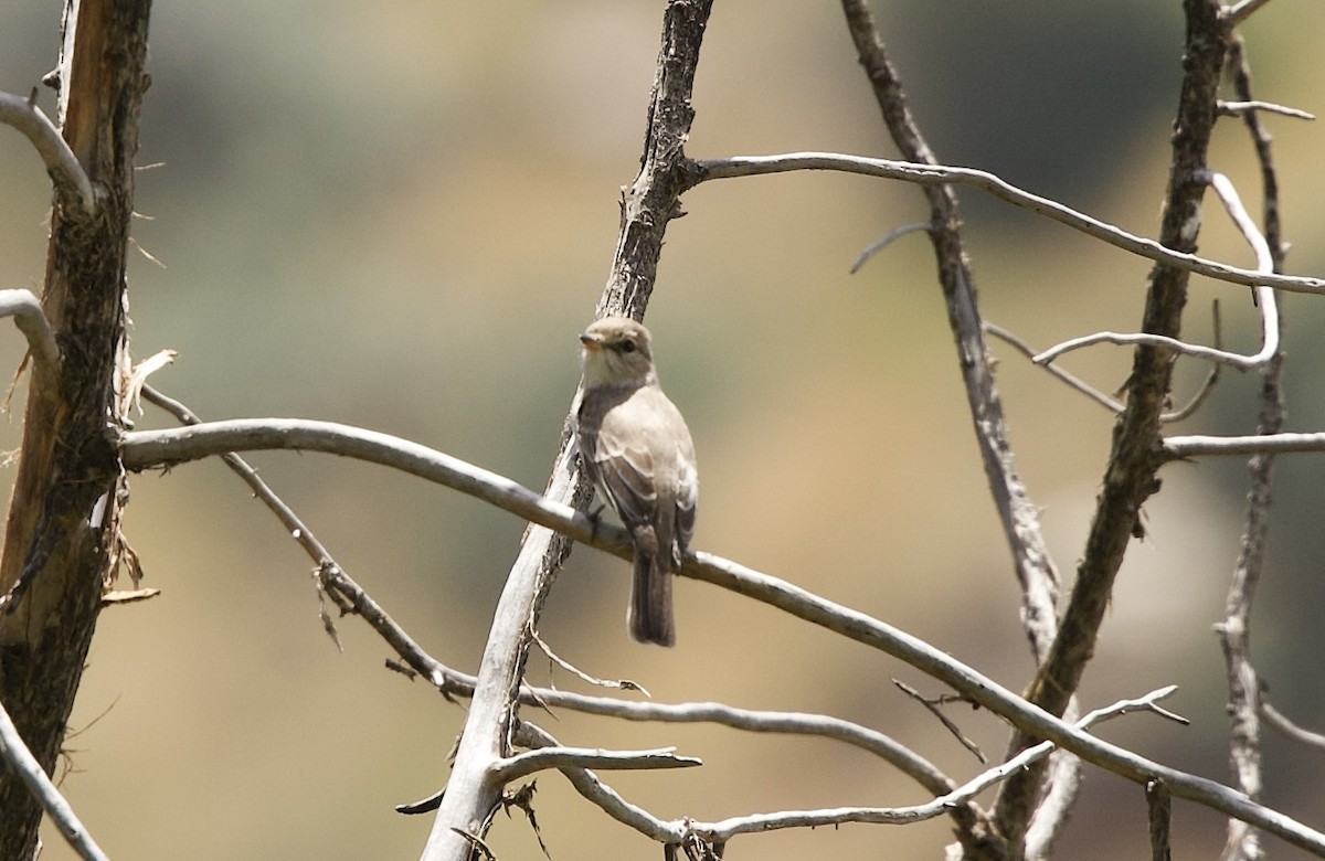 Gambaga Flycatcher - ML637249793