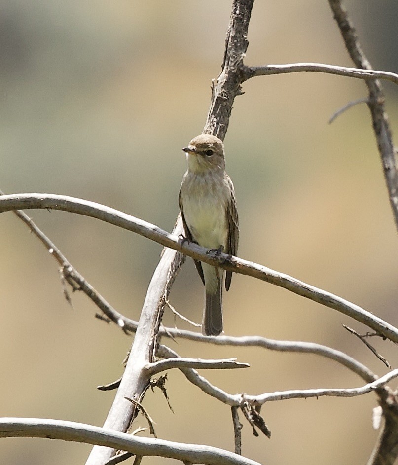 Gambaga Flycatcher - ML637249794