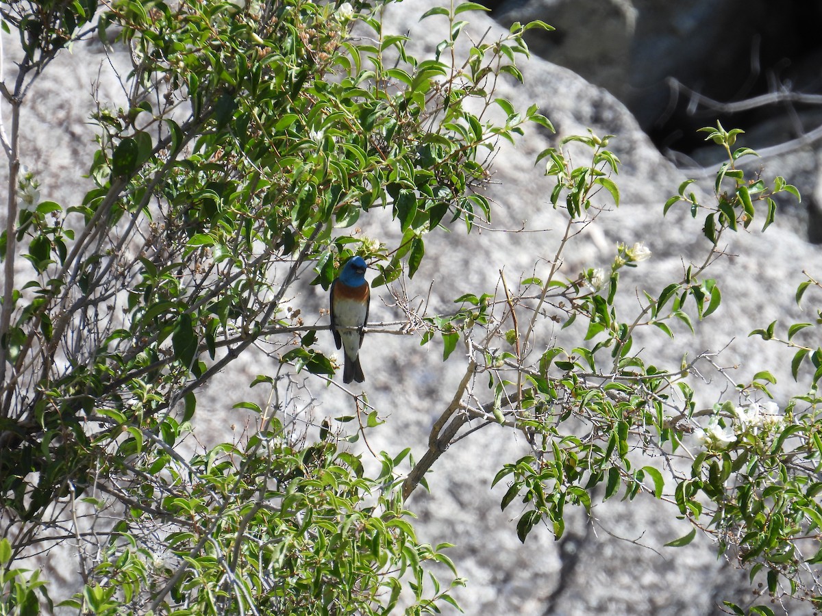 Lazuli Bunting - ML637249805