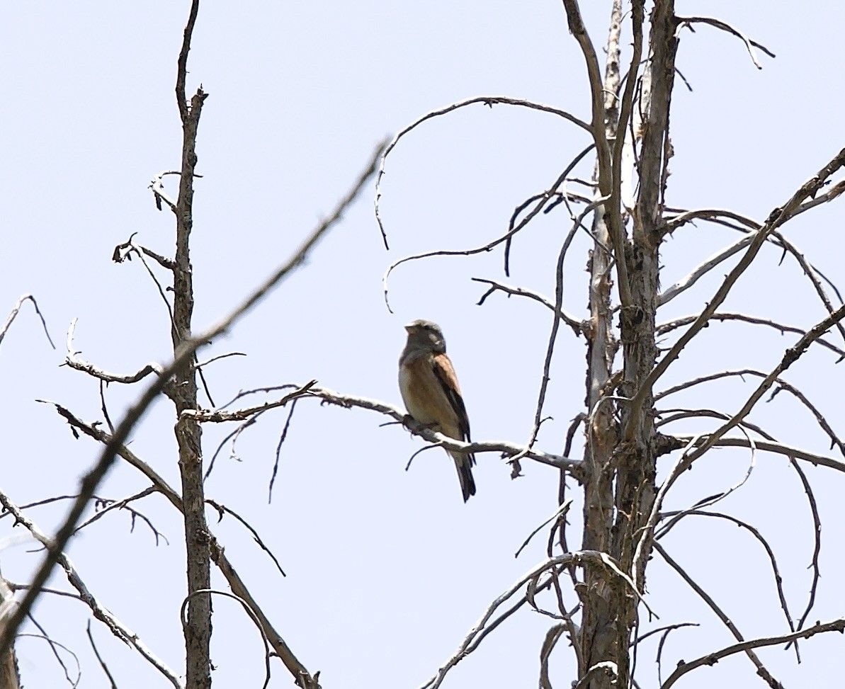 Yemen Linnet - ML637249827