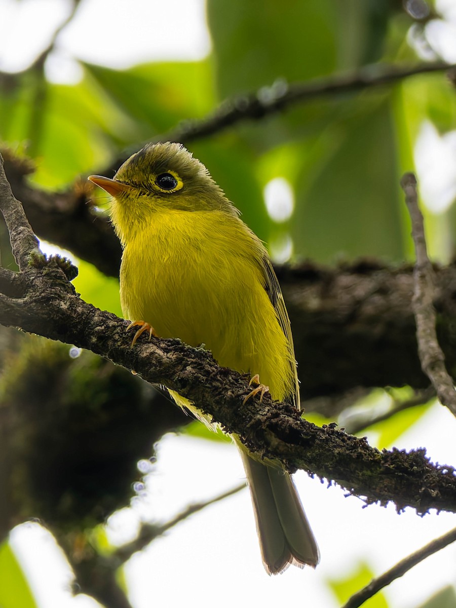 White-spectacled Warbler - ML637249844
