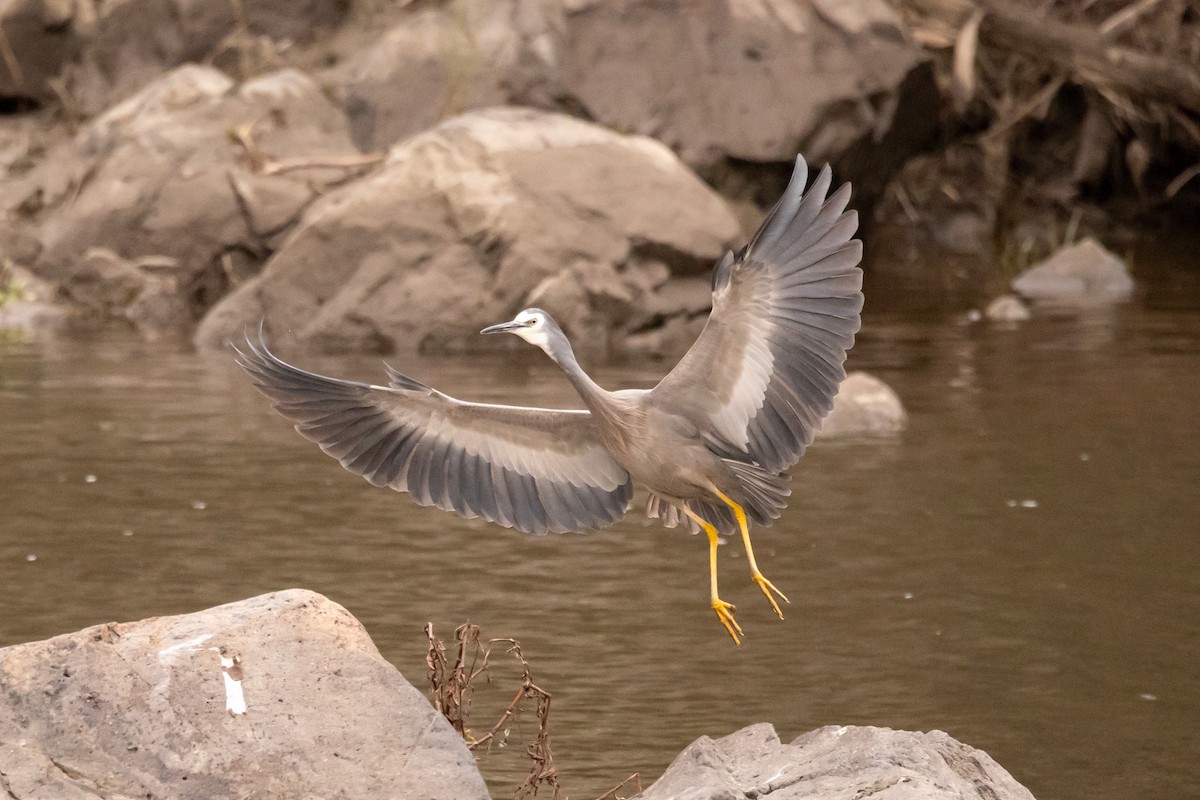 Weißwangenreiher - ML637249847