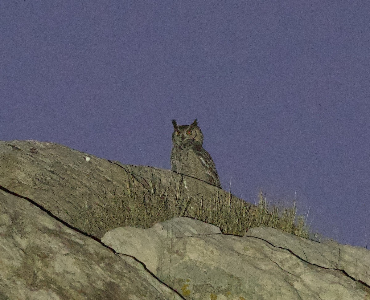 Arabian Eagle-Owl - ML637249882