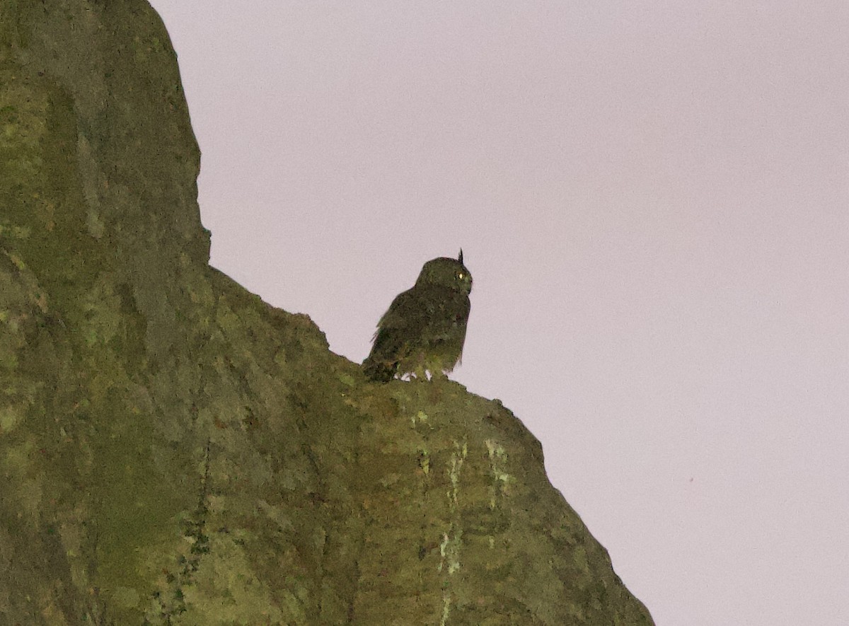 Arabian Eagle-Owl - ML637249885