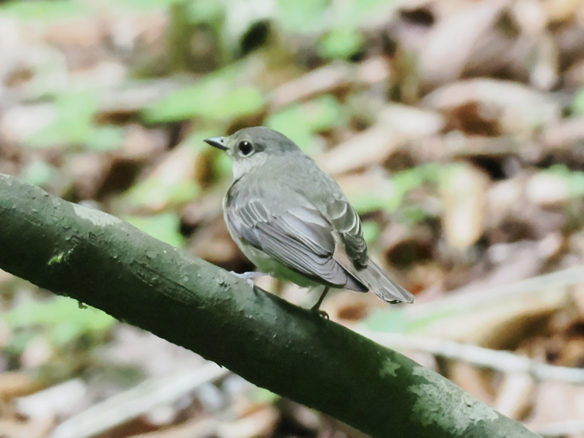 Narcissus Flycatcher - ML637249890