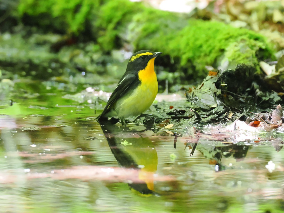 Narcissus Flycatcher - ML637249891