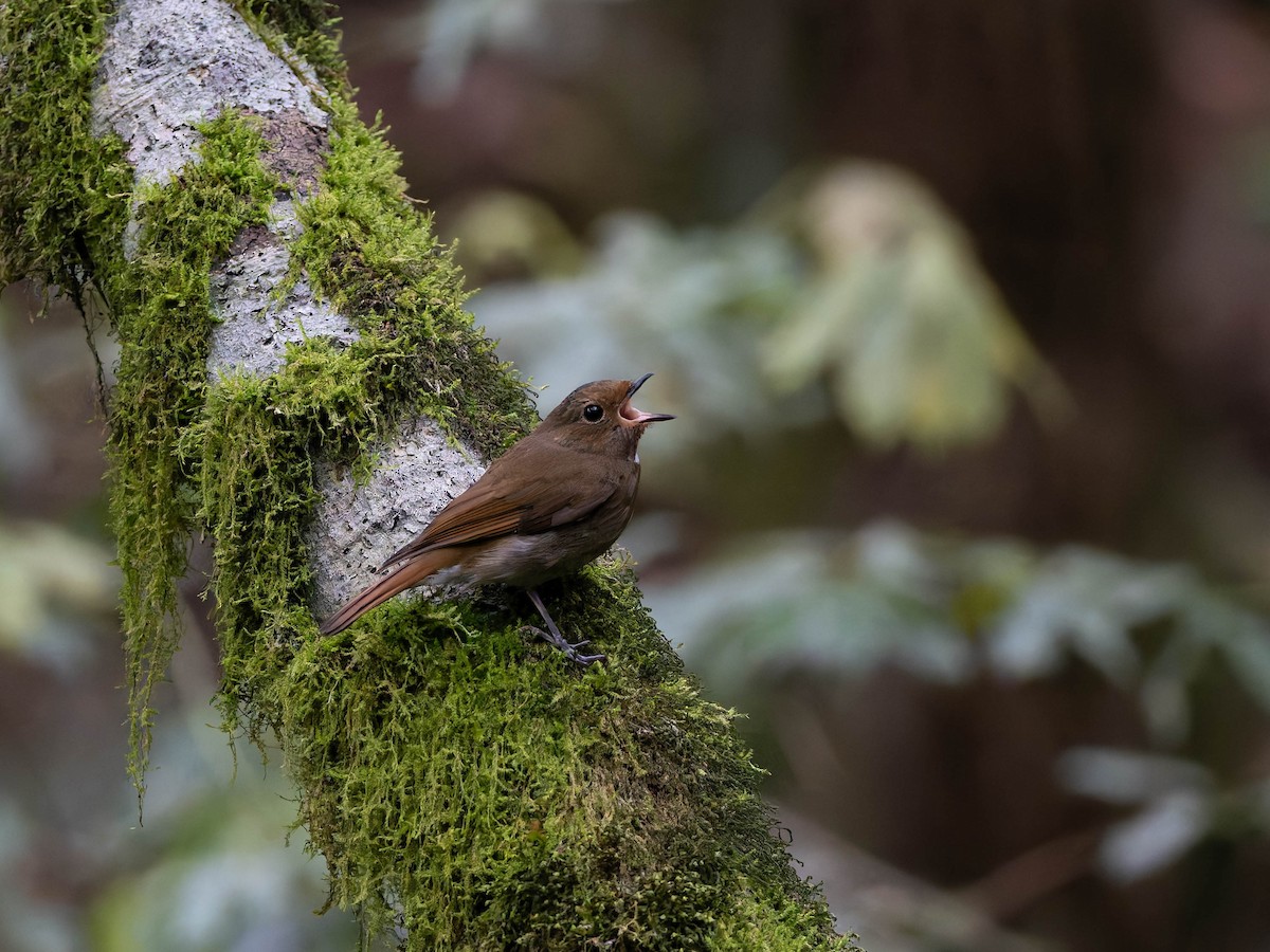 Davidblauschnäpper - ML637249939