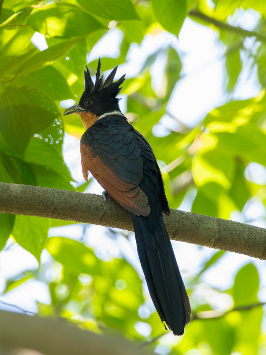Chestnut-winged Cuckoo - ML637249970