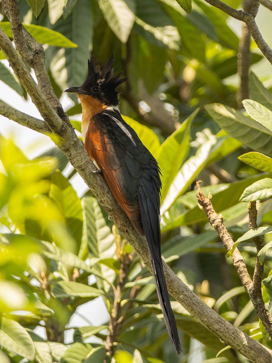 Chestnut-winged Cuckoo - ML637249971