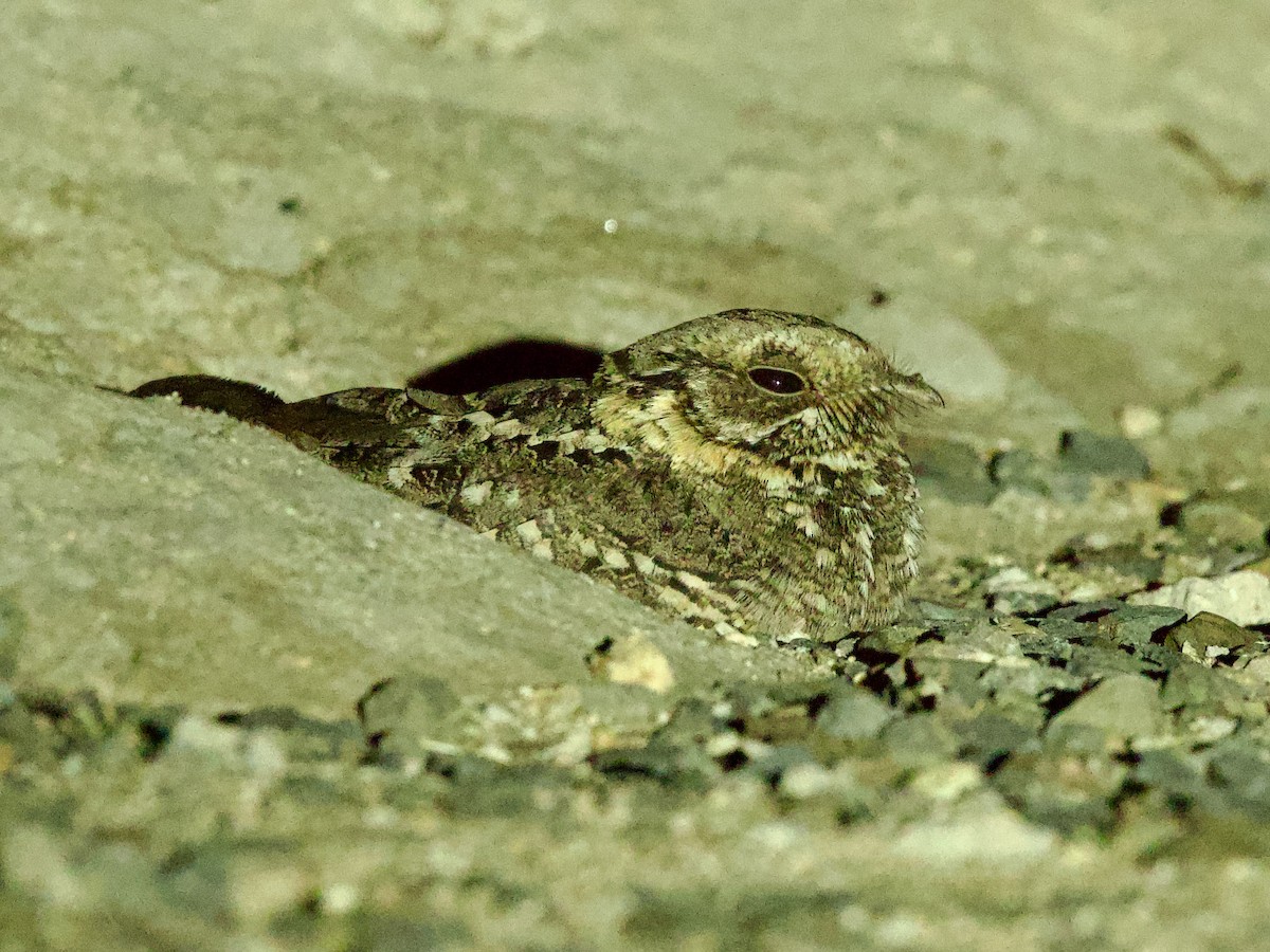 Plain Nightjar - ML637249975