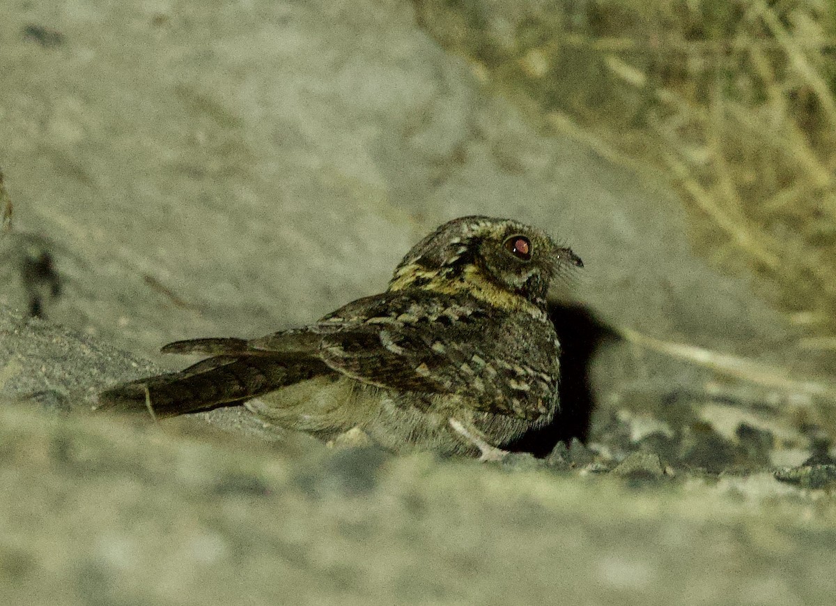Plain Nightjar - ML637249977