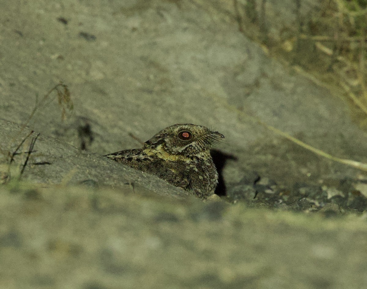 Plain Nightjar - ML637249978