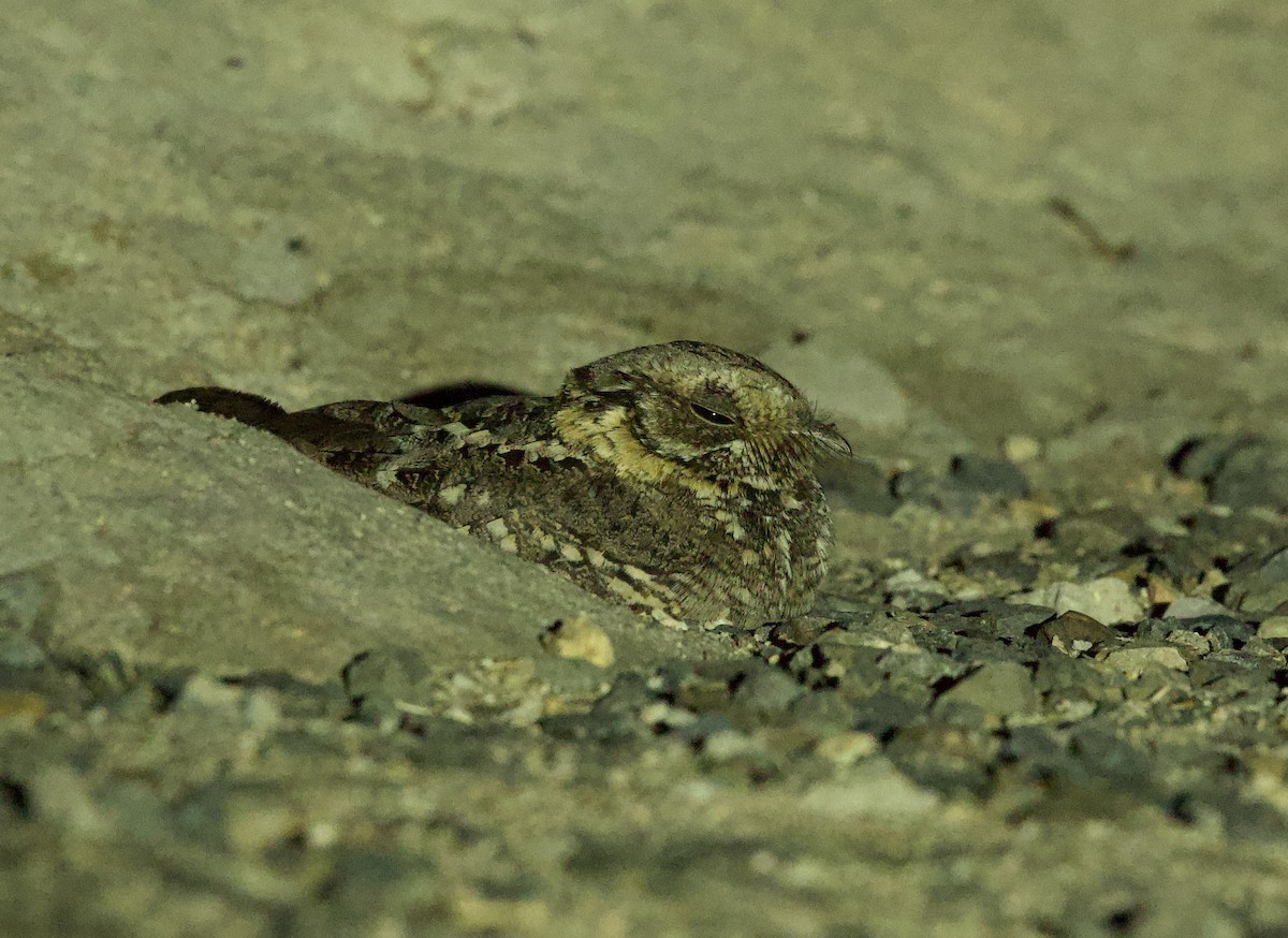 Plain Nightjar - ML637249981