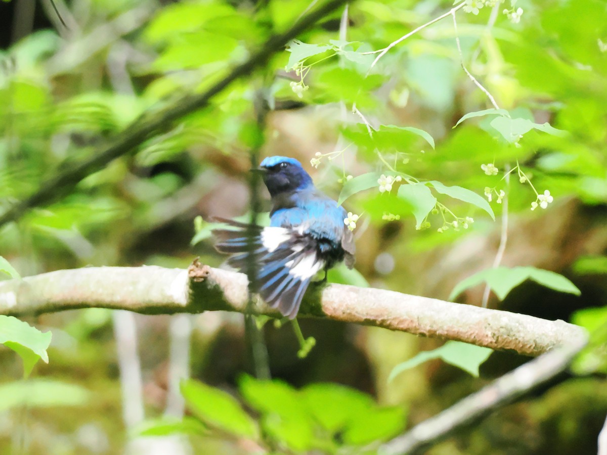 Blue-and-white Flycatcher - ML637249985