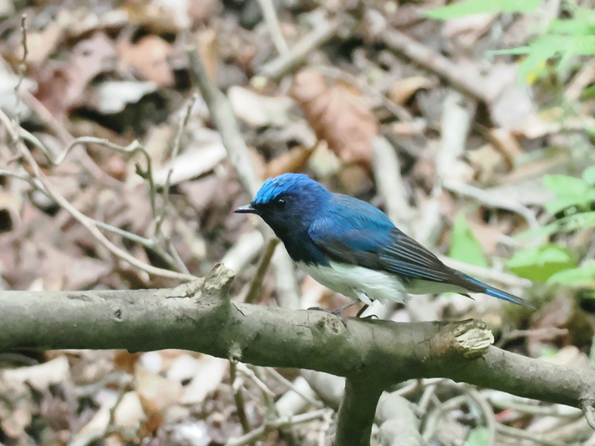 Blue-and-white Flycatcher - ML637249986