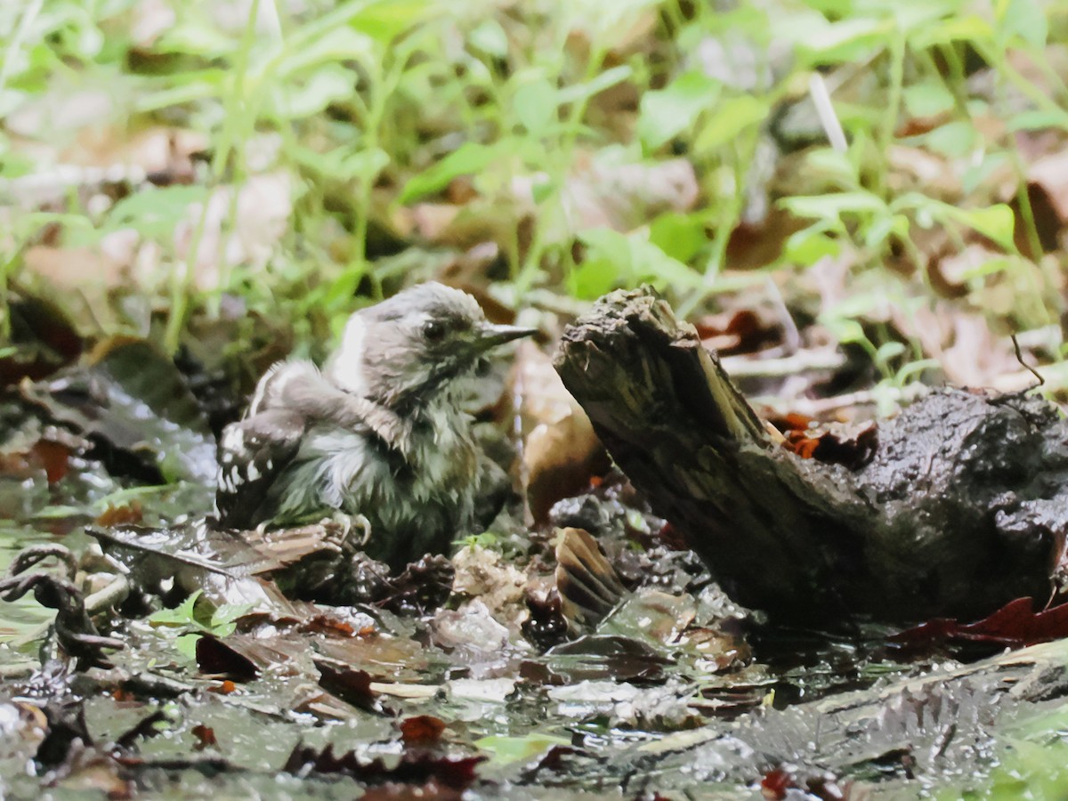 Japanese Pygmy Woodpecker - ML637250001