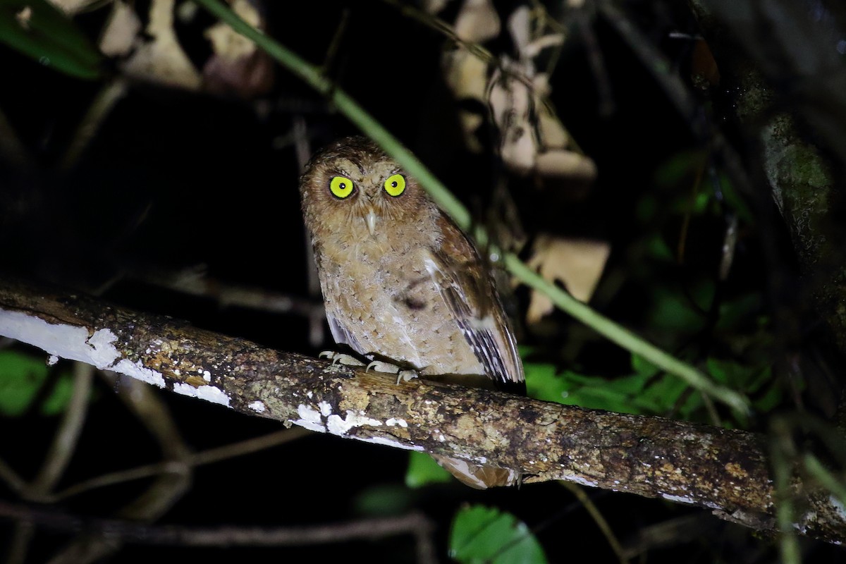 Andaman Scops-Owl - ML637250018