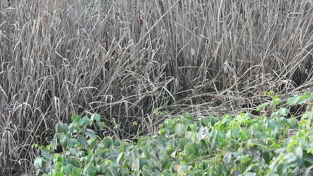 Pallas's Grasshopper Warbler - ML637250022