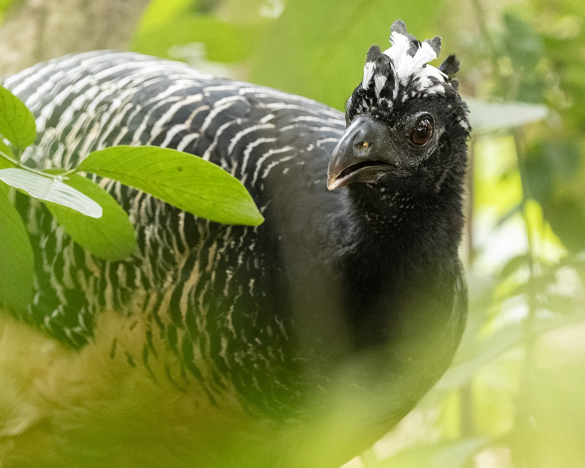 Bare-faced Curassow - ML637250025