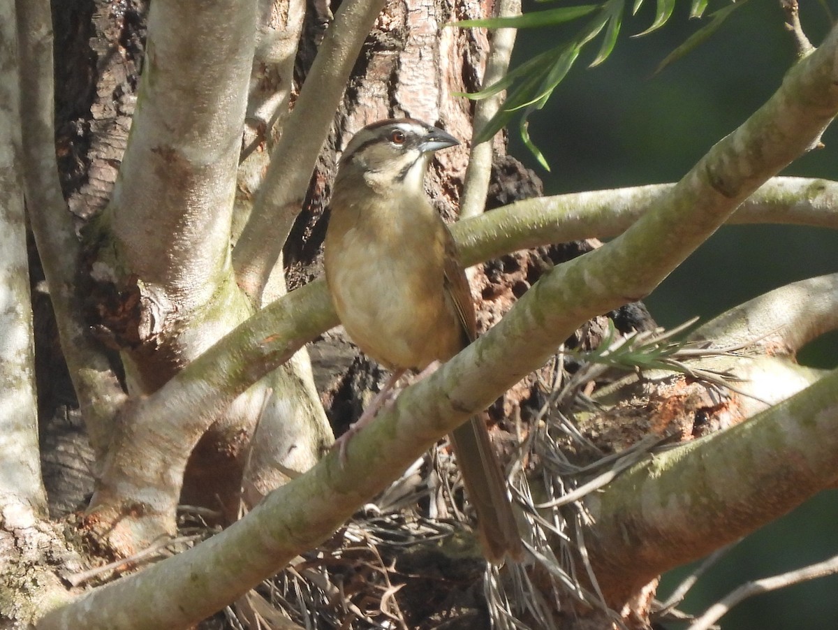 Rusty Sparrow - ML637250031