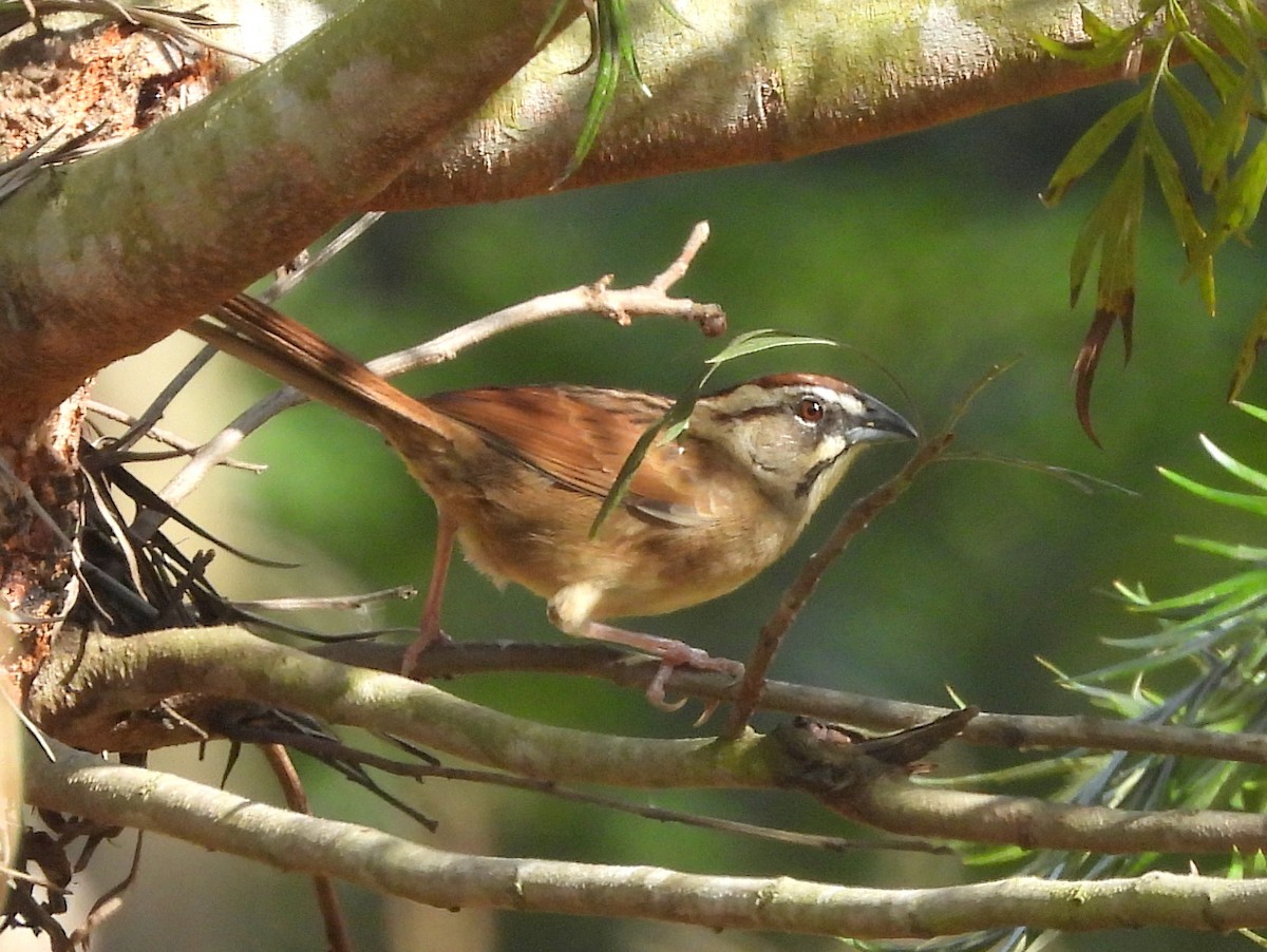 Rusty Sparrow - ML637250032