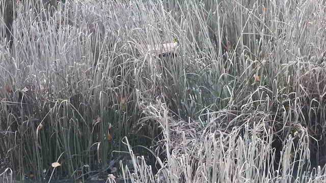 Pallas's Grasshopper Warbler - ML637250036