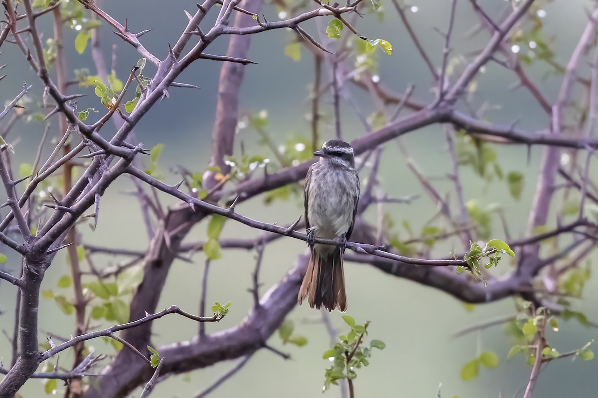 Variegated Flycatcher - ML637250073