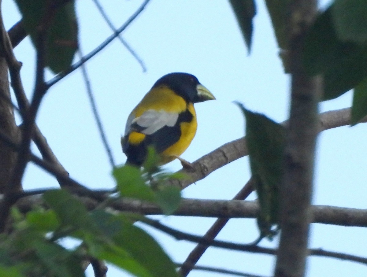 Hooded Grosbeak - ML637250231