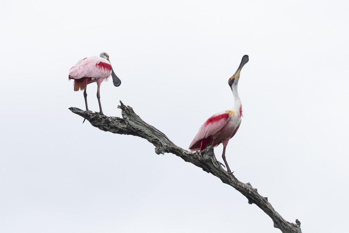 Roseate Spoonbill - ML637250267