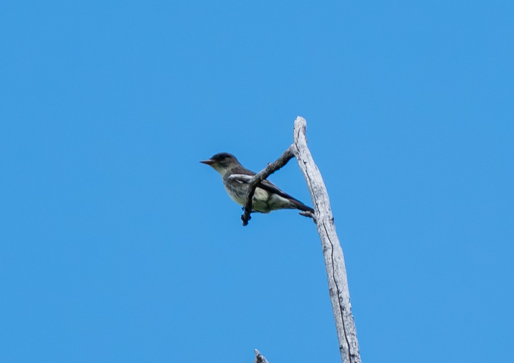 Olive-sided Flycatcher - ML637250386