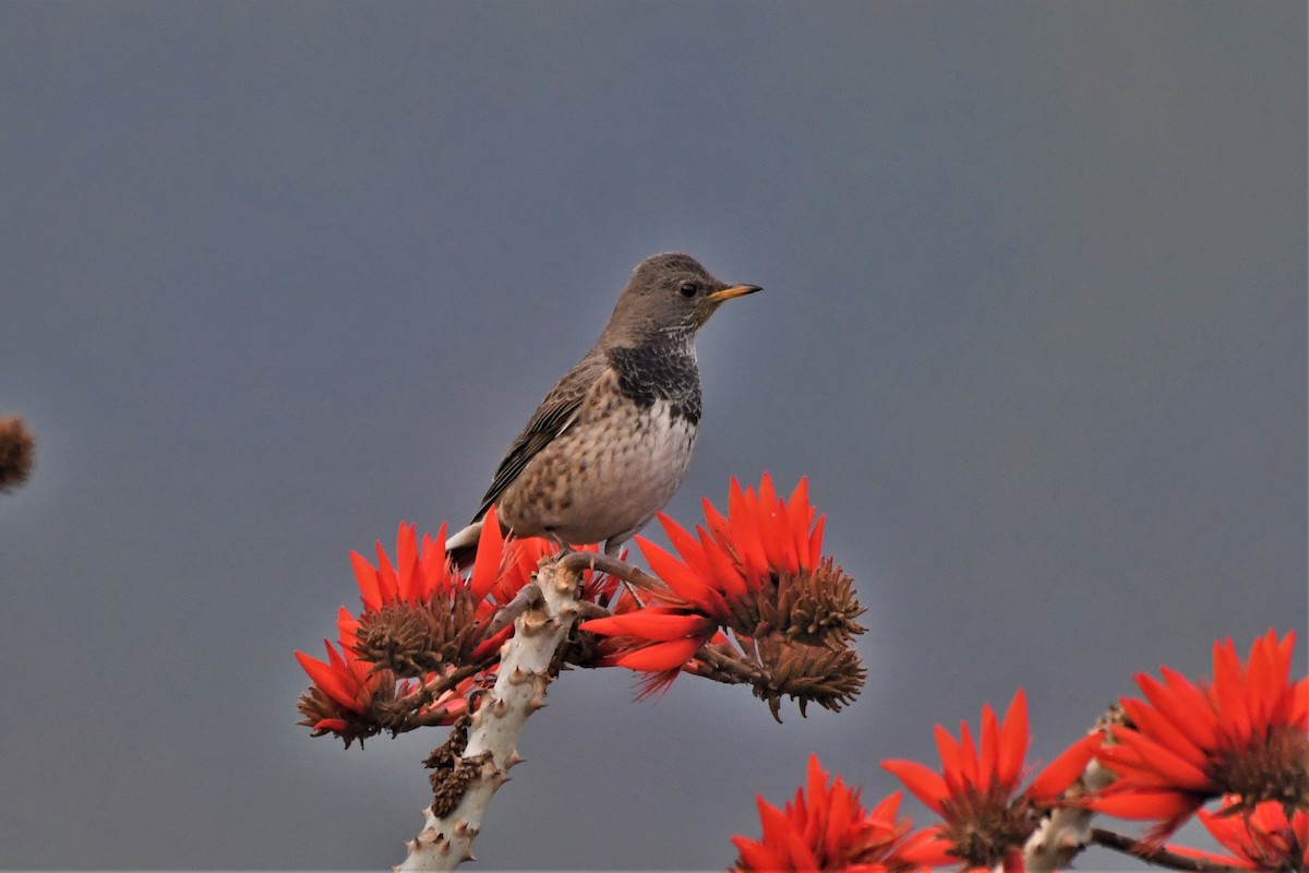 Black-throated Thrush - ML637250426