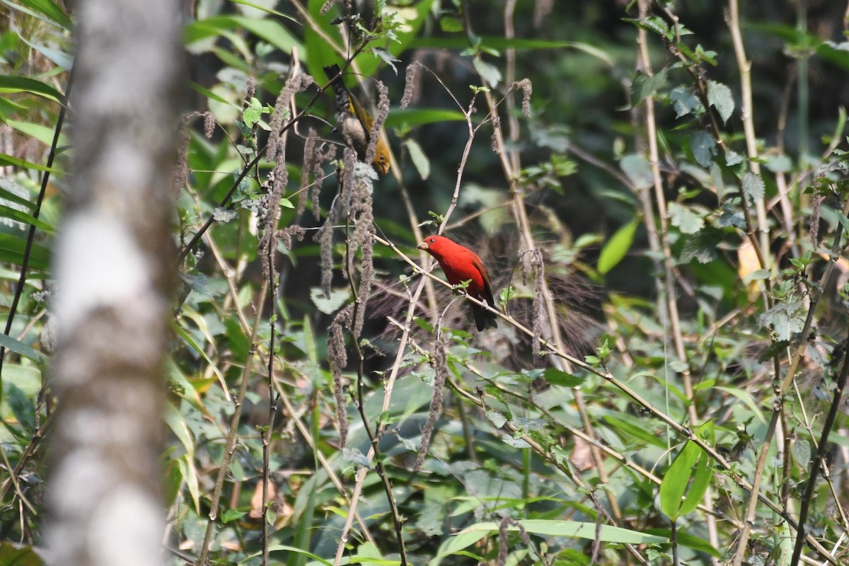 Scarlet Finch - ML637250445