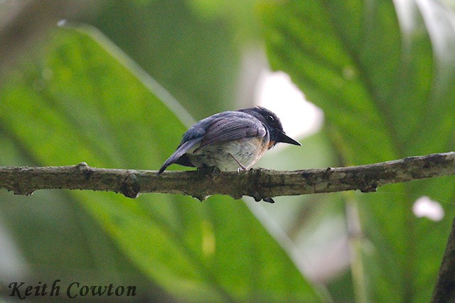 Hainan Blue Flycatcher - ML637250474