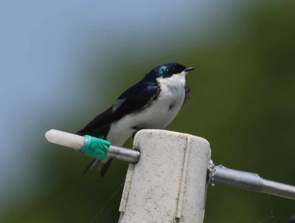 Tree Swallow - ML637250525