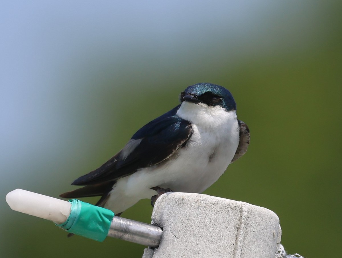 Tree Swallow - ML637250526
