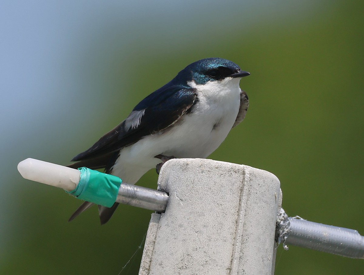 Tree Swallow - ML637250527