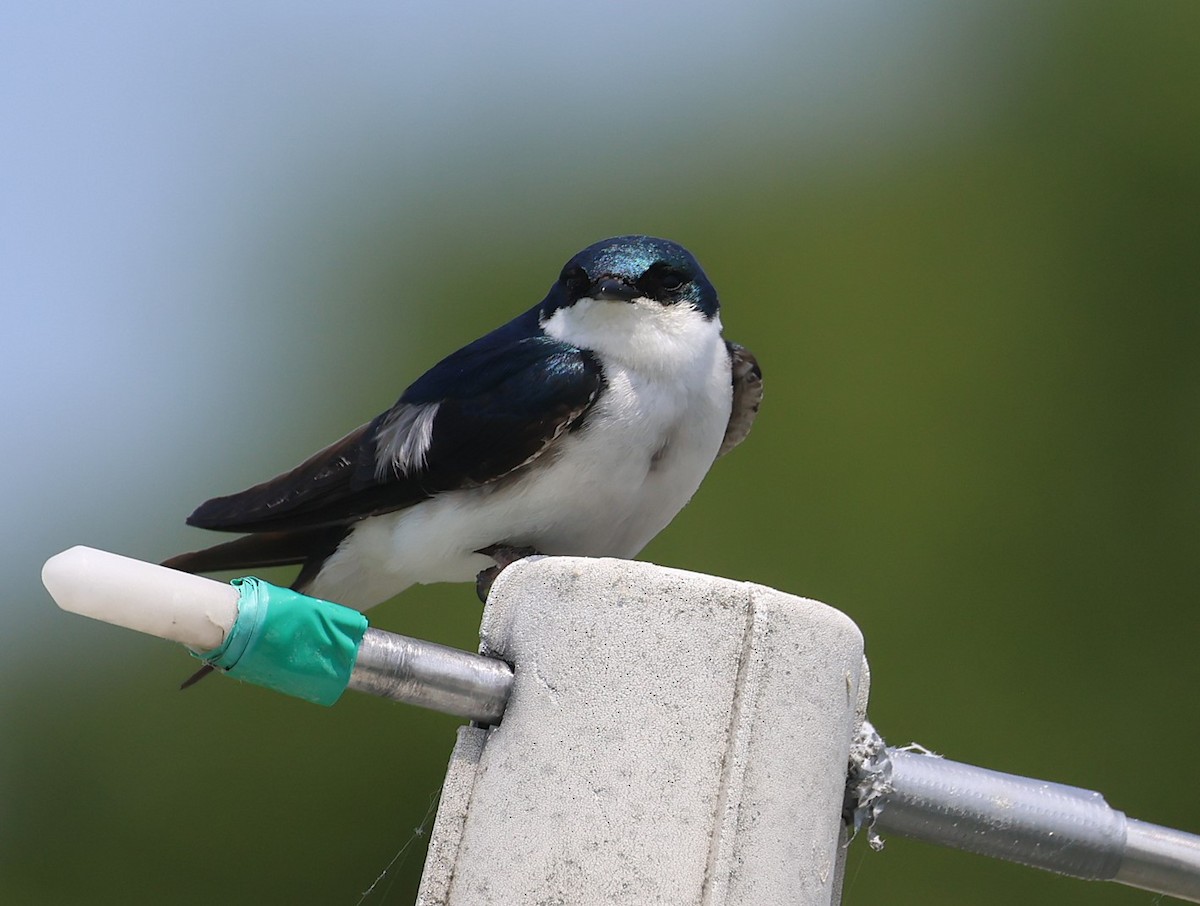 Tree Swallow - ML637250528