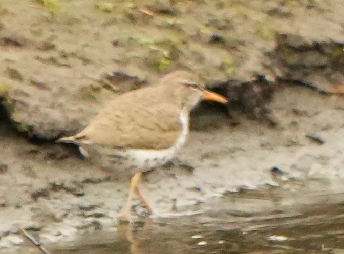 Spotted Sandpiper - ML637250532