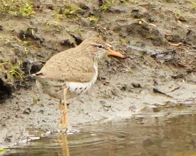 Spotted Sandpiper - ML637250537