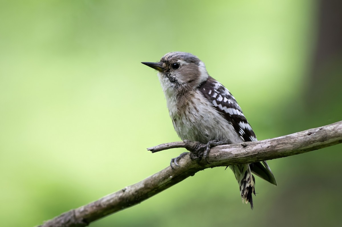 Japanese Pygmy Woodpecker - ML637250563