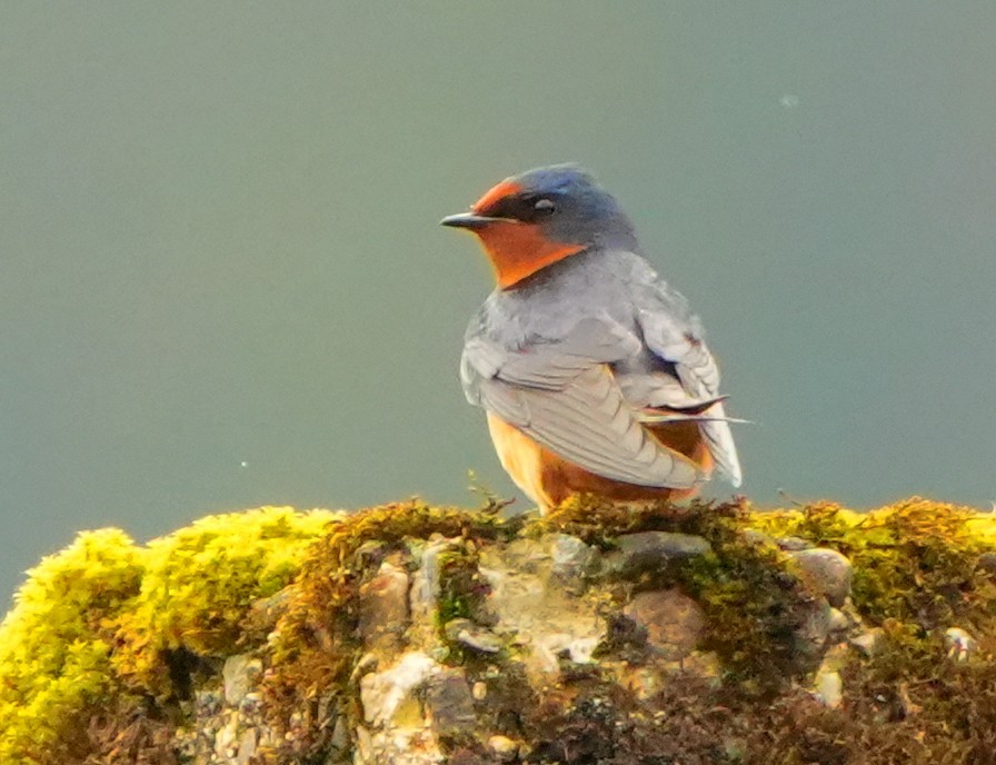 Barn Swallow - ML637250573