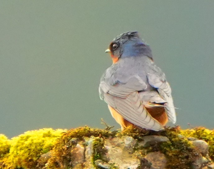 Barn Swallow - ML637250581