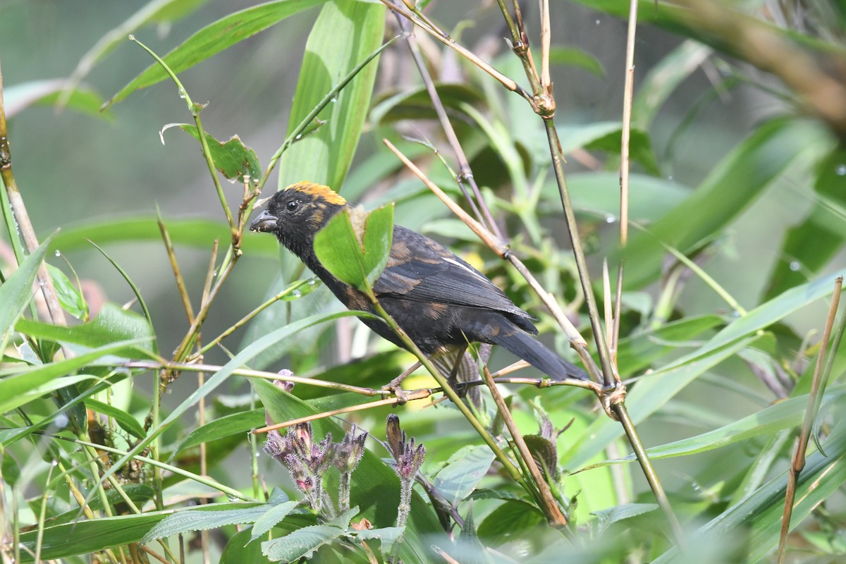Gold-naped Finch - ML637250586
